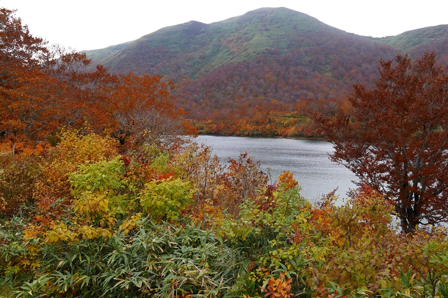栗駒山の紅葉　須川湖の紅葉の写真