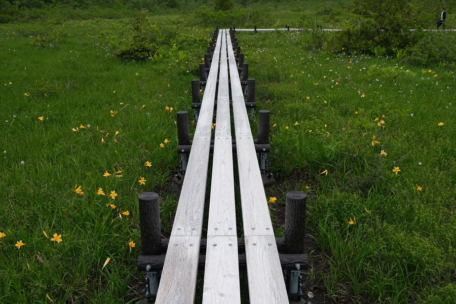 世界谷地原生花園自然遊歩道のニッコウキスゲとわ菅の共演の6月の写真画像