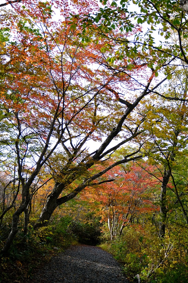世界谷地原生花園の入り口の紅葉の写真